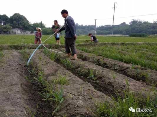 生姜苗浇水（生姜种上以后接着浇水好吗）-图3