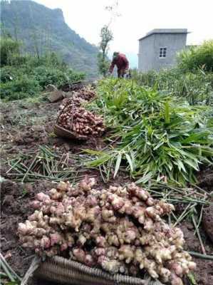 昆山挖生姜（梦见挖生姜）-图1