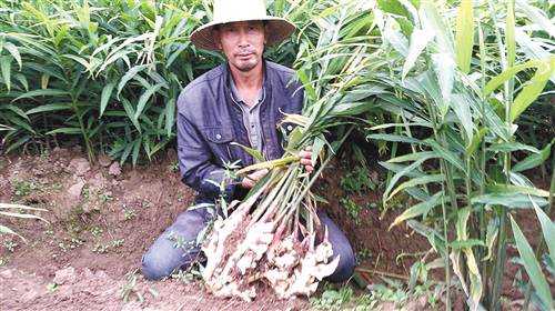 峡山脱毒生姜（怎样做成脱毒姜种）