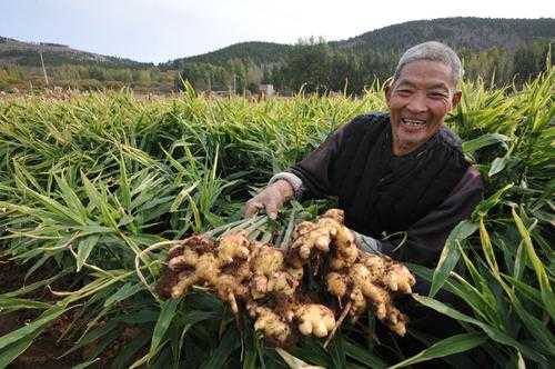 元氏生姜的简单介绍