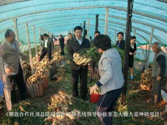 近几年莱芜生姜种植面积（莱芜生姜种植区域）-图3