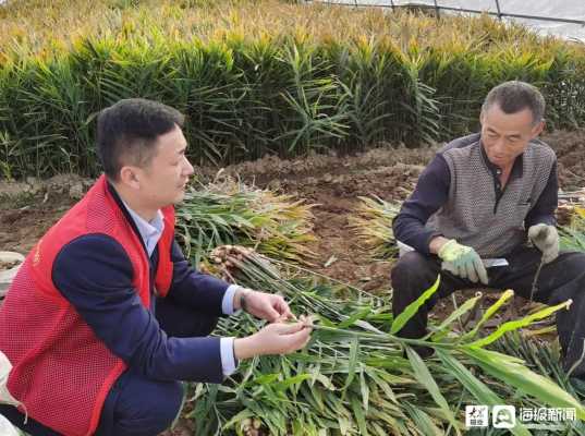 包含银行助力生姜种植宣传的词条-图1