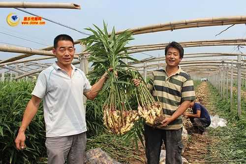 红河生姜基地（红河州哪里卖姜种）