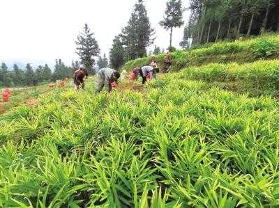 六盘水市生姜种植面积（六盘水市生姜种植面积多少）-图1