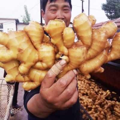 莱芜生姜优点（莱芜生姜批发市场在哪个位置）