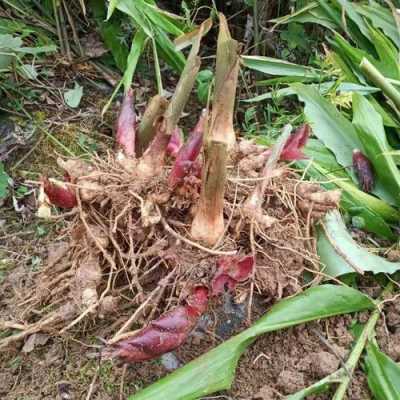 生姜阳荷（阳荷姜根可以吃吗）-图2