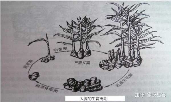 生姜生长展板（生姜生长图片大全大图）