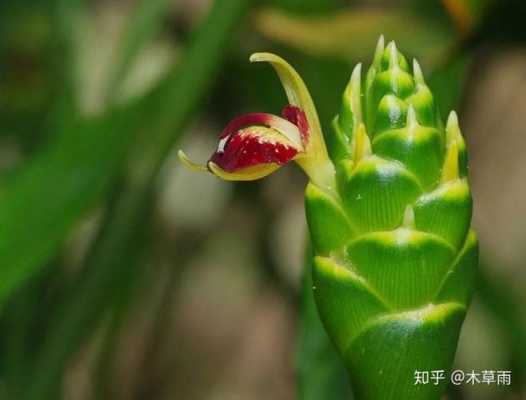 花蕾生姜（生姜花的功效与作用及食用方法）-图2