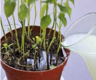 水泡生姜浇盆花（生姜水可以浇花）