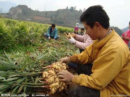 湖南马桥镇生姜（湖南马桥镇生姜种植基地）-图3