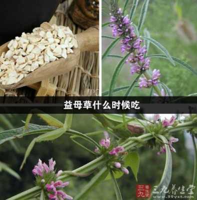 益母草里能放生姜吗吗（益母草里能放生姜吗吗百度百科）