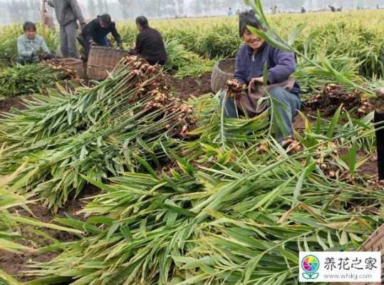 甘肃武威能种植生姜吗现在（甘肃平凉适合种生姜吗）-图1