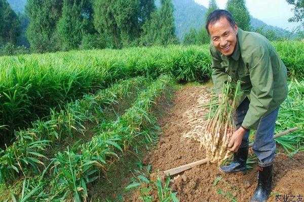 甘肃武威能种植生姜吗现在（甘肃平凉适合种生姜吗）-图2