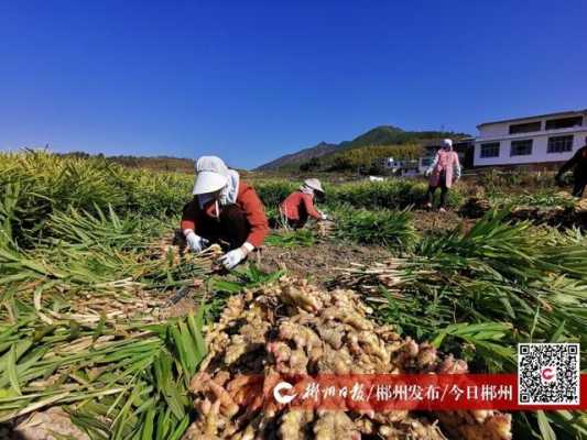 汝城生姜长势（汝城县马桥生姜的大约亩产）-图2