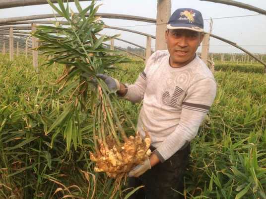 大田卖生姜（大田种生姜怎么样种）-图3