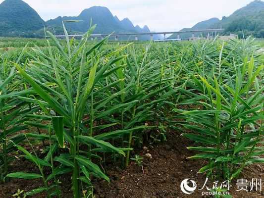 贵州生姜专用肥厂家（贵州生姜加工厂在哪里）-图2