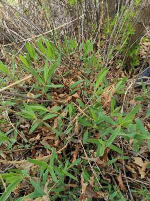 采山菜挖生姜视频下载（采山菜挖生姜视频下载）-图3