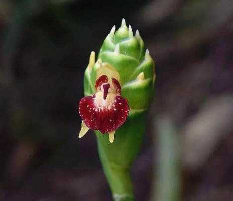 生姜开花过程（生姜开花的条件）-图2