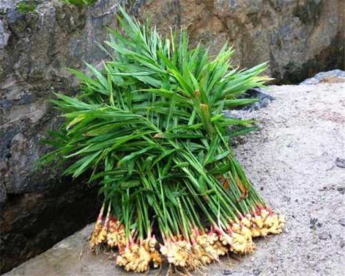 生姜相似植物（生姜相似植物是什么）-图1