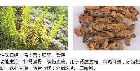 生姜藤的功效与作用禁忌（生姜藤的功效与作用禁忌症）-图2