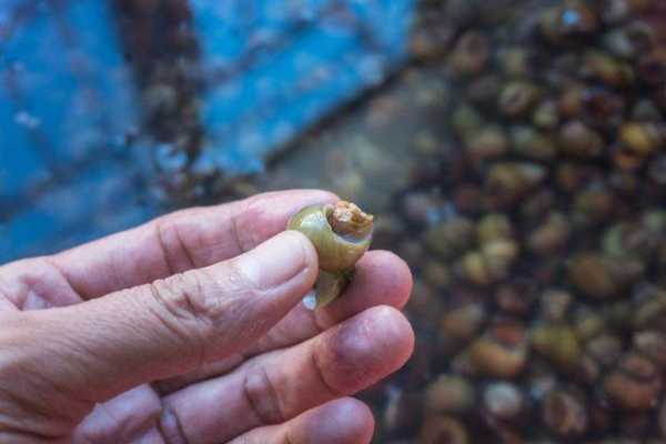 青苔加生姜（青苔加生姜敷腰能治疗腰脱吗?）-图2