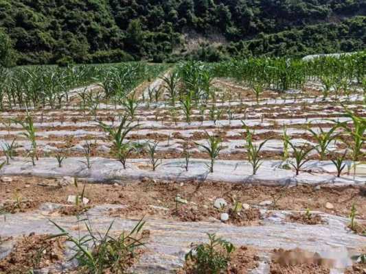 葡萄地种植生姜（葡萄地套种姜在什么位置合适）-图3