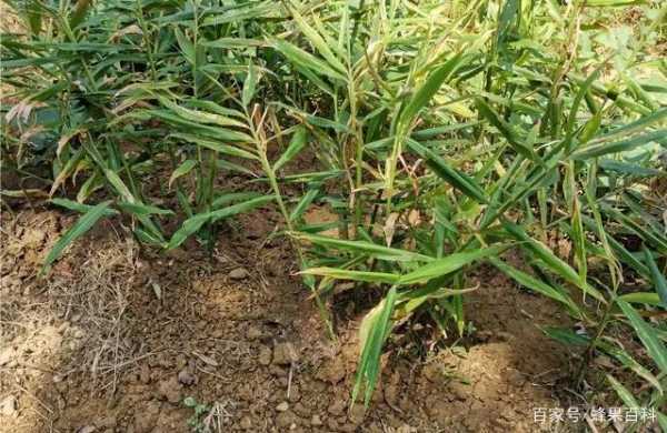 生姜种植防病（生姜种植方案）