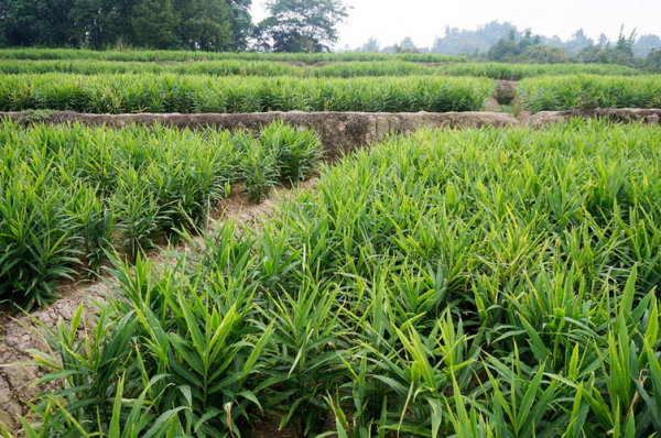 泸州生姜种苗技术（四川生姜种植基地价格）-图2