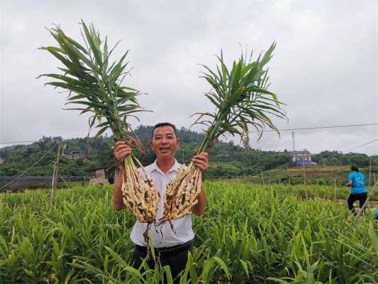 泸州生姜种苗技术（四川生姜种植基地价格）-图3