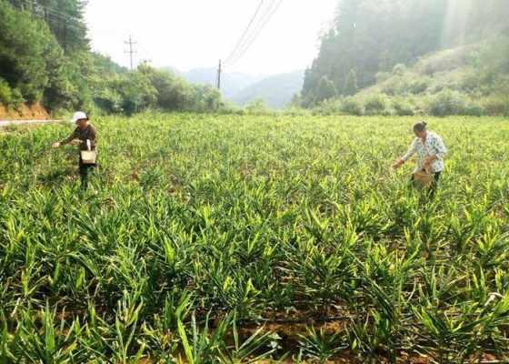 合川生姜基地（开江生姜基地）-图2