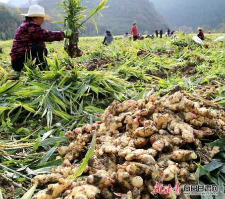 徽县扶贫生姜（徽县扶贫办张鸿儒）-图2