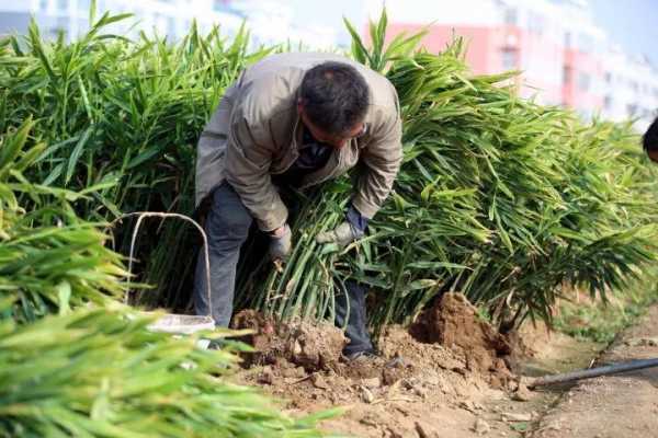 莱芜生姜种植（莱芜生姜种植论文）-图2