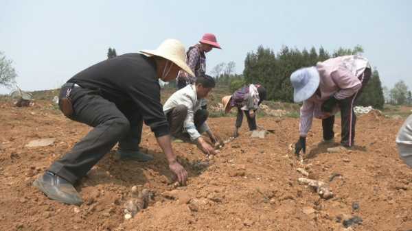 种植生姜是怎么收获的视频（种植生姜是怎么收获的视频教学）-图3