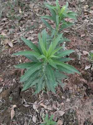 飞蓬草生姜水（飞蓬草可以当野菜吃吗?）-图1