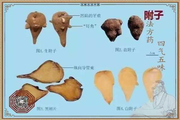 附子煎煮加生姜（附子配伍生姜的古今妙用）-图2