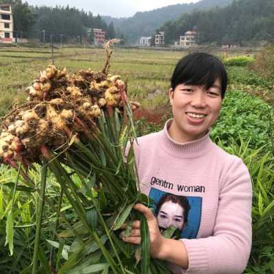 野生生姜种植用什么肥料好（野生姜种植技术）-图2