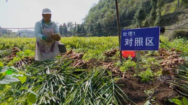 野生生姜种植用什么肥料好（野生姜种植技术）-图1