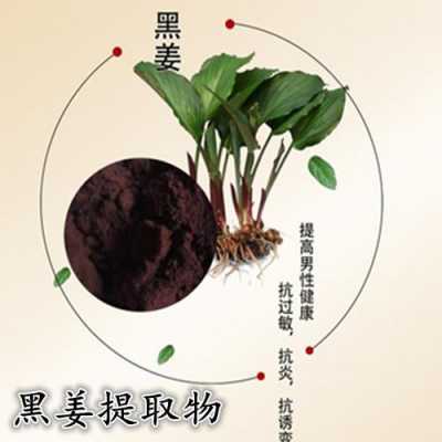 黑生姜植物（黑生姜提取物的功效）-图1