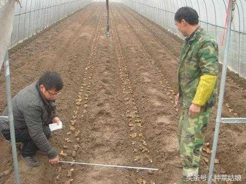 江西自种生姜（生姜栽培种植技术视频江西）