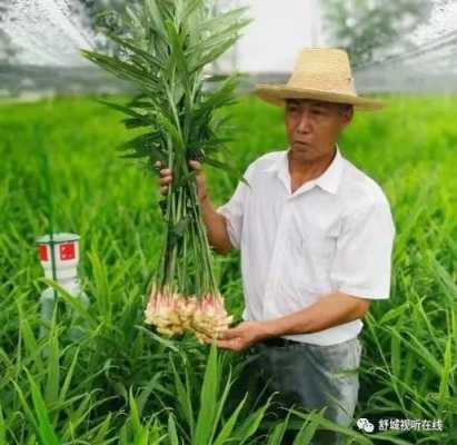 生姜种植新疆（新疆种植生姜成功）-图3