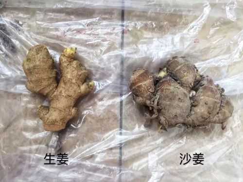 沙姜粉和生姜粉的区别（沙姜和沙姜粉的区别）-图1