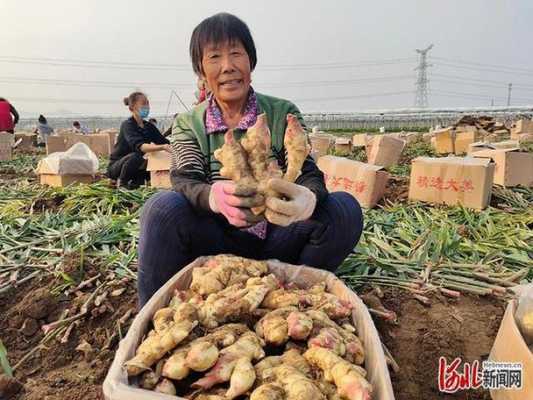 梦见生生姜大丰收（梦见生姜长得很茂盛）