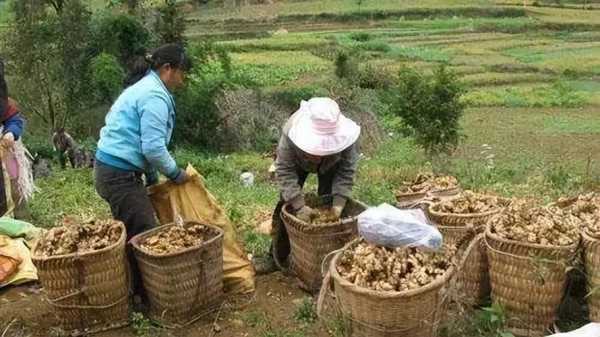 安丘生姜贵了（安丘生姜今日价格）