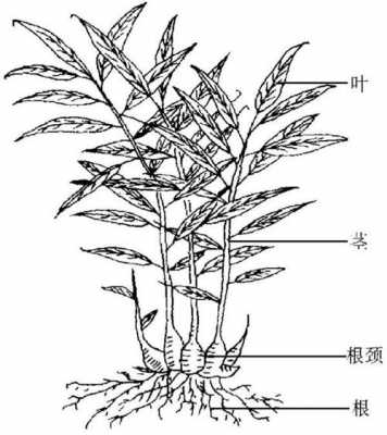 生姜的根图片（生姜根茎结构图）