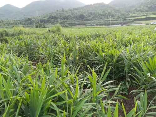 生姜种植厂（生姜种植园）