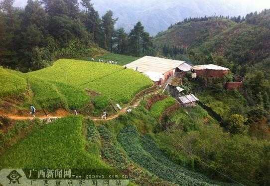 广西全州生姜飘香（广西生姜种植基地在哪里）