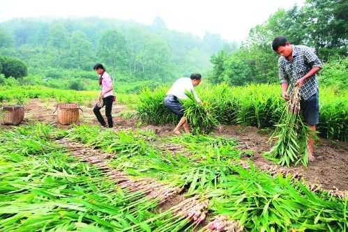 广西全州生姜飘香（广西生姜种植基地在哪里）-图2