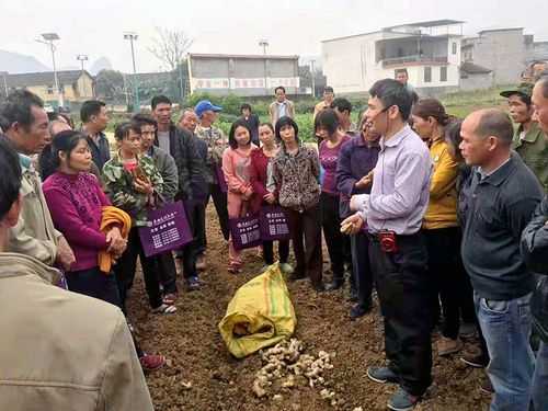 生姜养殖培训（生姜种植培训）-图3