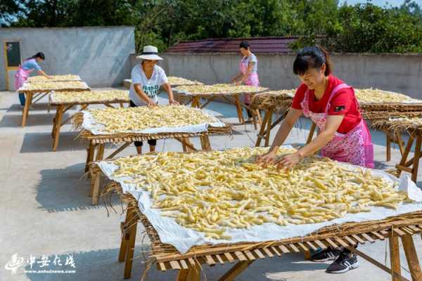 衡州生姜（湖南生姜加工厂在什么地方）-图3