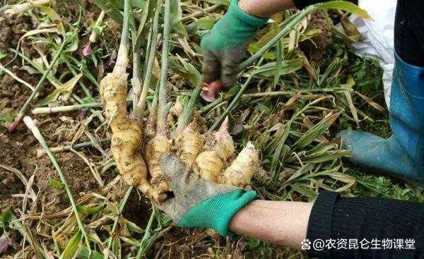 怎样种植生姜不生虫子（种植生姜怎样防病虫害）-图2